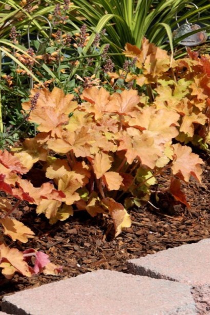 Heuchera villosa Kassandra